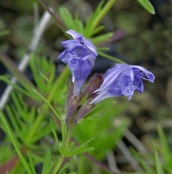 Nahaufnahme von einem Kriechenden Günsel