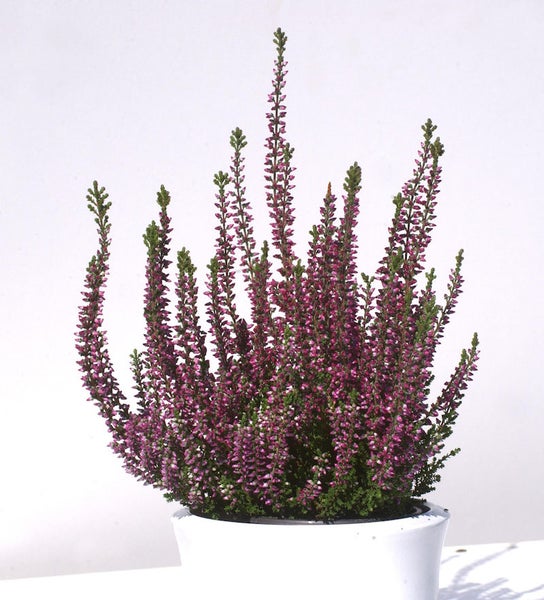 Besenheide in einem Topf