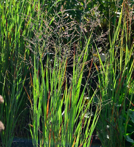 Hohes Ziergras im Gartenbeet