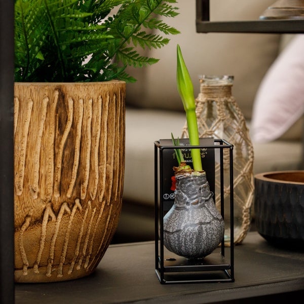 Bloomique – Amaryllis-Zwiebel aus schwarzem Wachs mit Metallständer – Industrieschwarz – Blumenzwiebel – keine Wasserblumen – Weihnachtsdekoration – 15–25 cm hoch bei Lieferung – wächst auf 30–50 cm – 10 cm Durchmesser