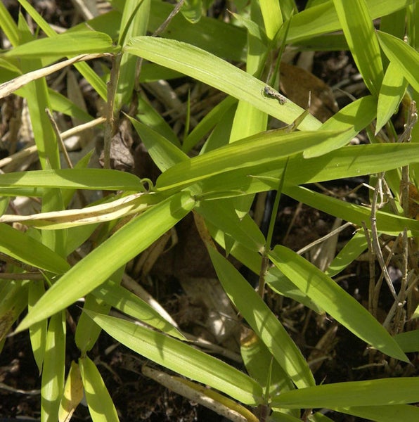 Nahaufnahme von Bambuspflanze mit grünen Blättern