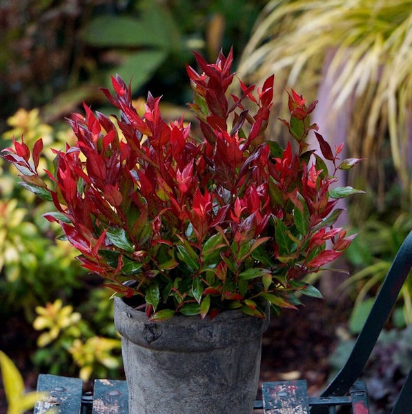 Glanzmispel-Strauch in einem Topf für den Garten