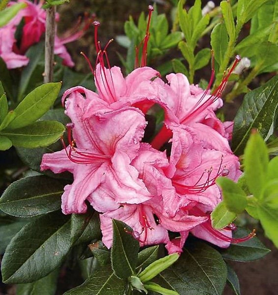 Nahaufnahme einer Azalee mit Blättern