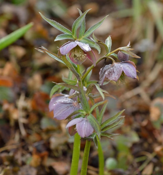 Nahaufnahme einer Lenzrose mit lila Blüten
