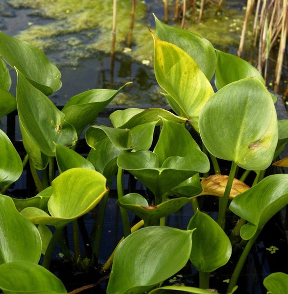 Wasserhyazinthen in einem Gartenteich