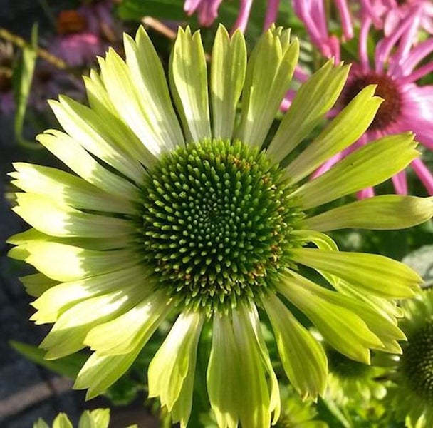 Nahaufnahme einer einzelnen Sonnenhutblume im Garten