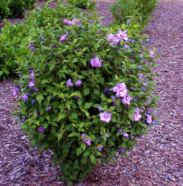 Hibiskusstrauch mit lila Blüten im Garten