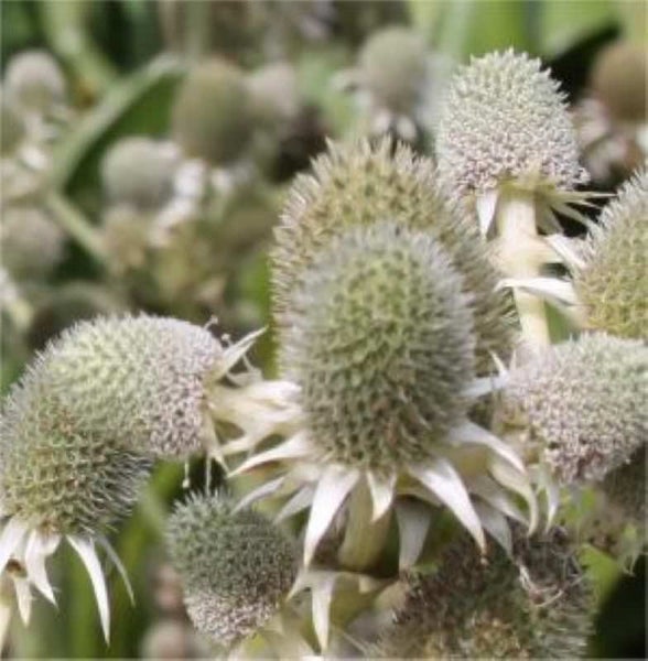 Nahaufnahme einer Mannstreu Pflanze