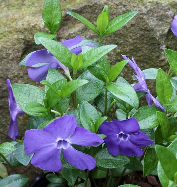 Immergrün Pflanze mit violetten Blüten und grünen Blättern
