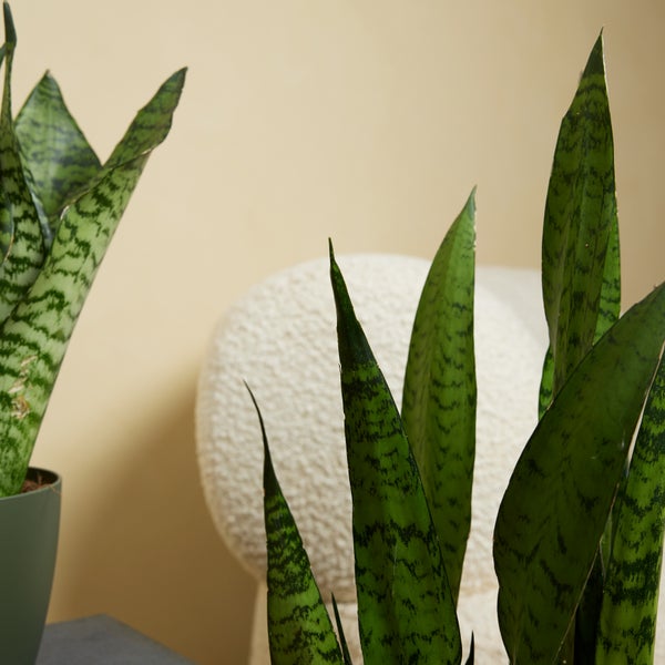 Bloomique - 2er Set - Sansevieria Zeylanica - Bogenhanf - Sukkulenten - Zimmerpflanzen - Sehr Pflegeleicht - Höhe 80-100 cm - Topf 21 cm