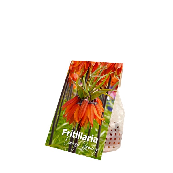 Bloomique - 2er-Set - Fritillaria Orange Beauty - Imperial Crown - Orange - Blumenzwiebeln - Frühlingsblüher - Mehrjährige Pflanzen - Wird bis zu 100-125 cm groß