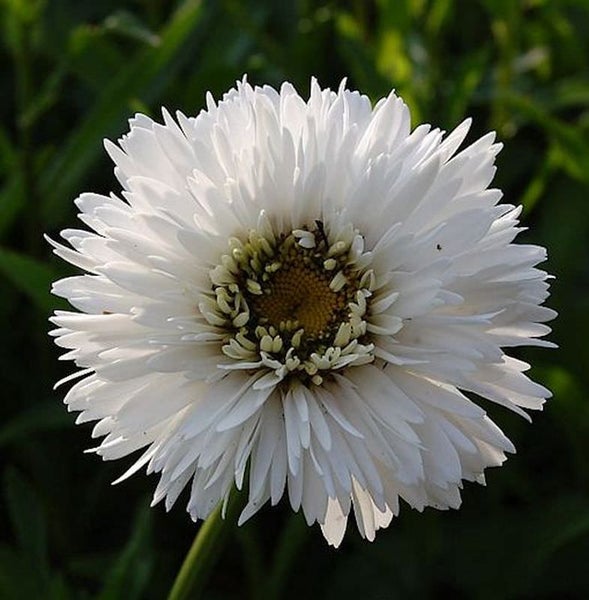 Nahaufnahme einer einzelnen weißen Asterblüte mit gelber Mitte