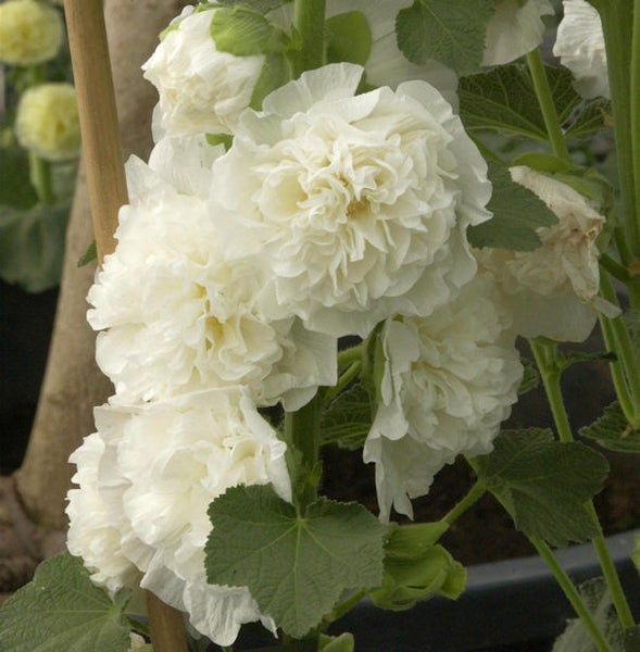 Stockrose mit gefüllten Blüten