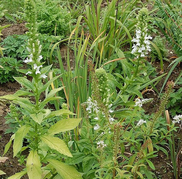 Aufnahme von weiß blühenden Garten-Ehrenpreis Pflanzen im Garten.