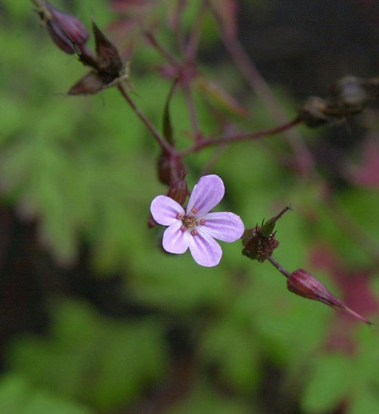 Nahaufnahme einer einzelnen lila Storchschnabelblüte
