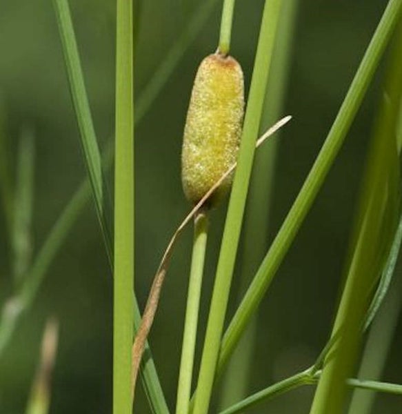 Nahaufnahme einer Rohrkolbenpflanze