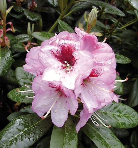 Nahaufnahme einer rosa Rhododendronblüte mit dunkler Mitte.