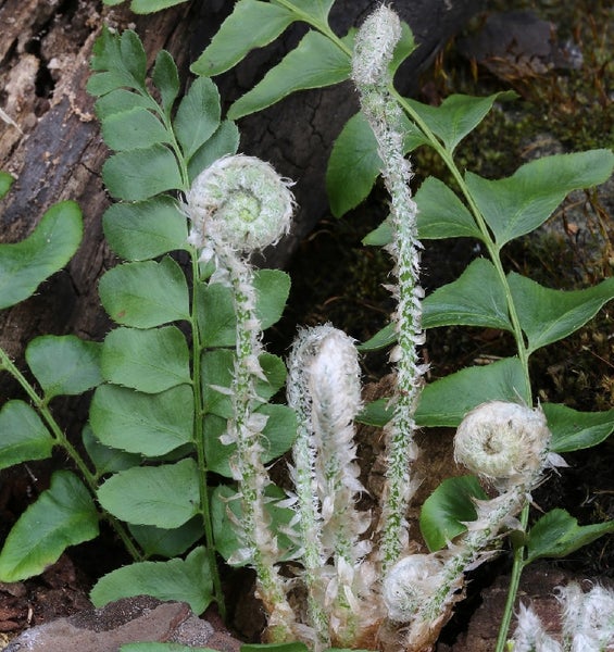 Junge Farnpflanze mit eingerollten Blättern