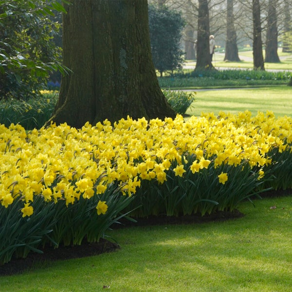 Bloomique – 15er-Mix – Narcissus Dutch Master – große gelbe Narzisse – Blumenzwiebeln – Frühlingsblüte – mehrjährige Pflanzen – wird 35–45 cm groß