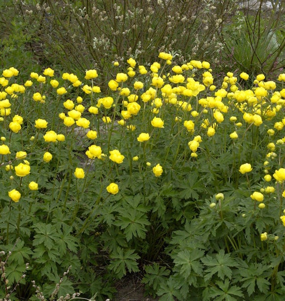 Blumenbeet mit gelben Trollblumen im Garten