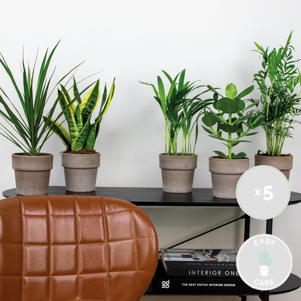 5x Pflegefreundliche Mischung – Chamaedorea-Sansevieria-Clusia-Dypsis-Dracaena – ⌀12 cm - ↕20-45 cm