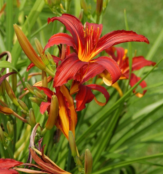 Nahaufnahme einer Taglilienblüte im Garten.