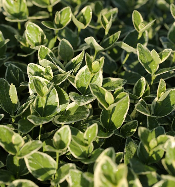 Immergrünes Geißblatt mit Blättern