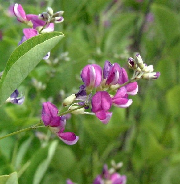 Blütenstand einer Buschklee Pflanze