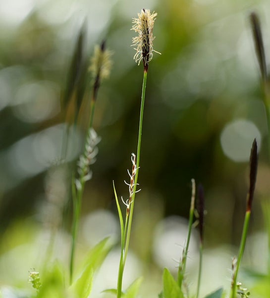 Nahaufnahme einer Seggenpflanze im Garten