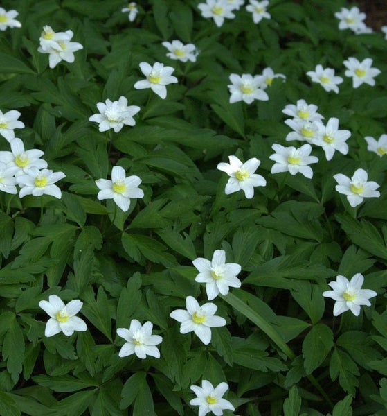 Blütenmeer aus Buschwindröschen mit grünen Blättern