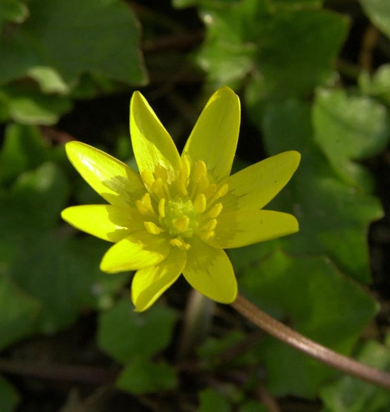 Nahaufnahme einer gelben Sumpfdotterblume mit grünen Blättern
