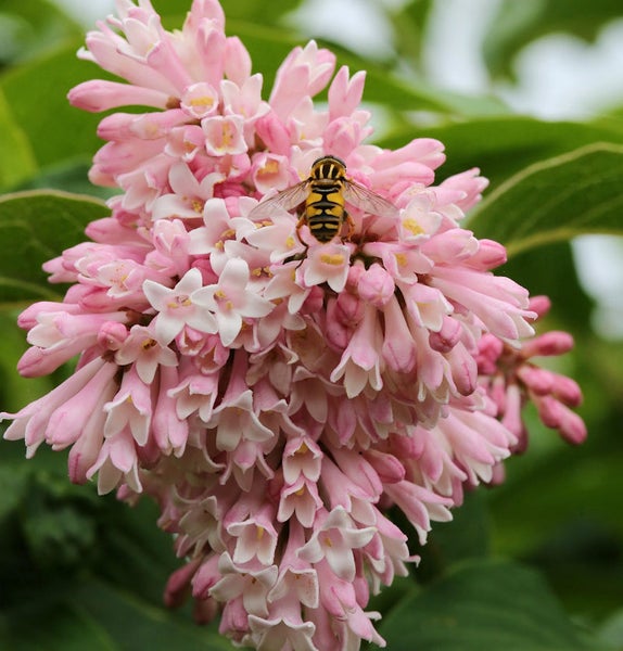 Blütenstand mit Insekt