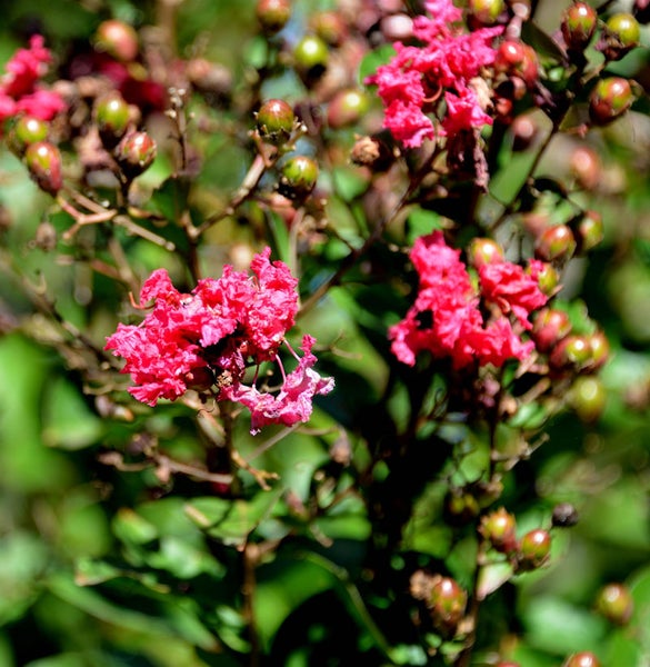 Nahaufnahme von Lagerstroemia indica mit Blütenständen und Knospen.