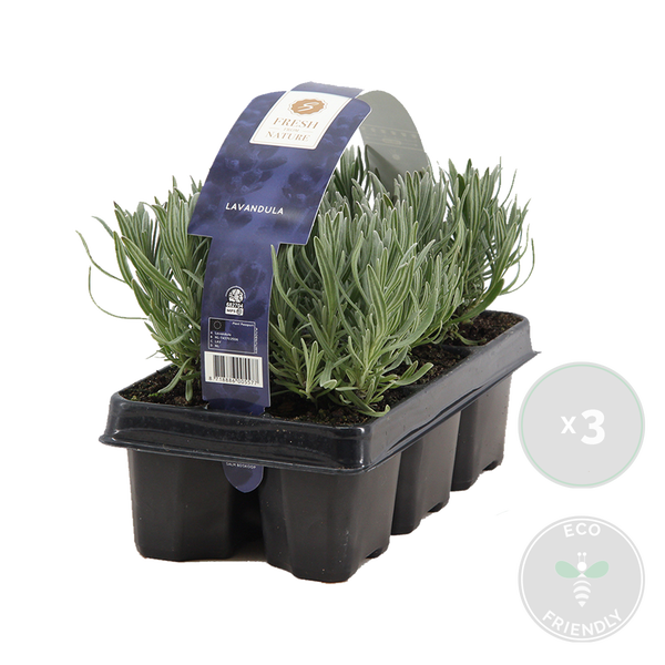 Bloomique - 18er Set - Lavandula Angustifolia - Lavendel Pflanze Winterhart - Duftlavendel - Gartenpflanzen Winterhart - Mehrjährig - Höhe 10-20 cm