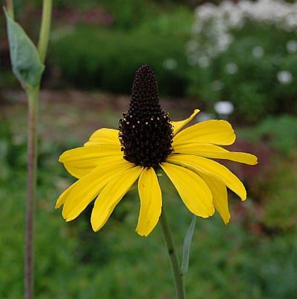 Gelbe Rudbeckia Blüte mit braunem Blütenstand im Garten.