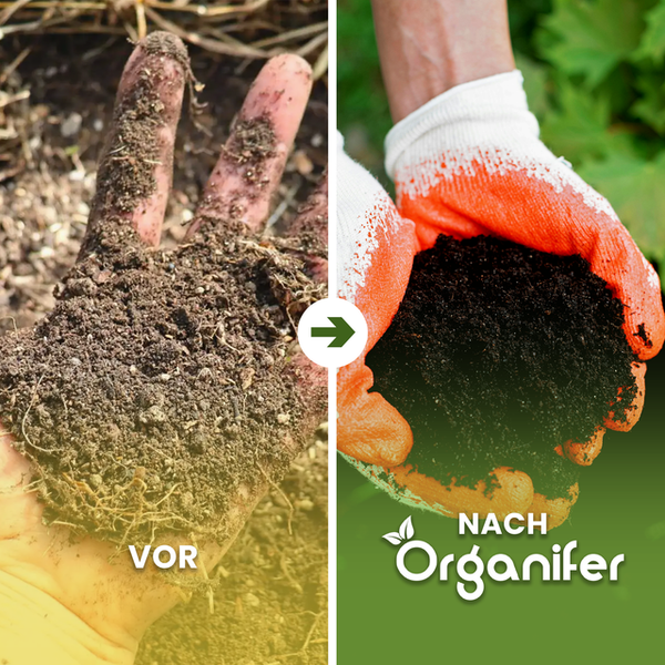 Vorher-Nachher-Vergleich von Erde, die mit Organifer behandelt wurde