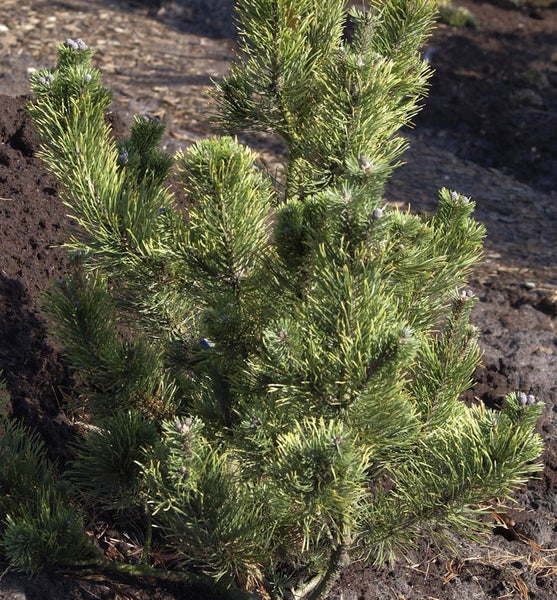 Zwergkiefer im Gartenbeet