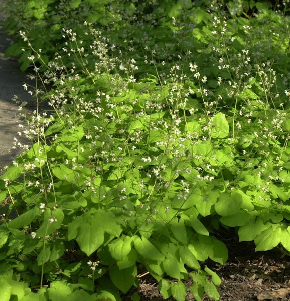 Schaumblüte Pflanze im Gartenbeet