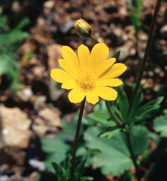 Gelbe Bergheilblume im Garten