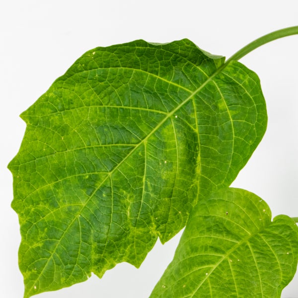 3x Brugmansia Mix – Engelstrompete – Kübelpflanze – Immergrün – ⌀9 cm - ↕25-30 cm