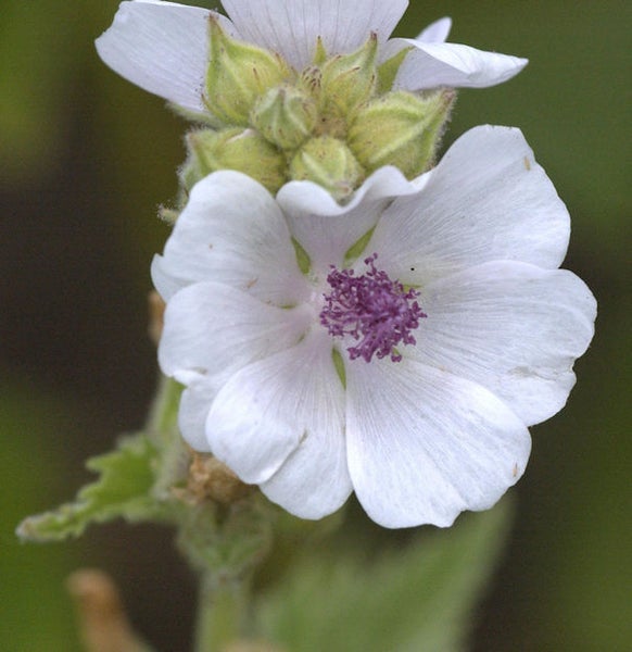 Nahaufnahme einer Echten Eibischblume mit violettem Zentrum