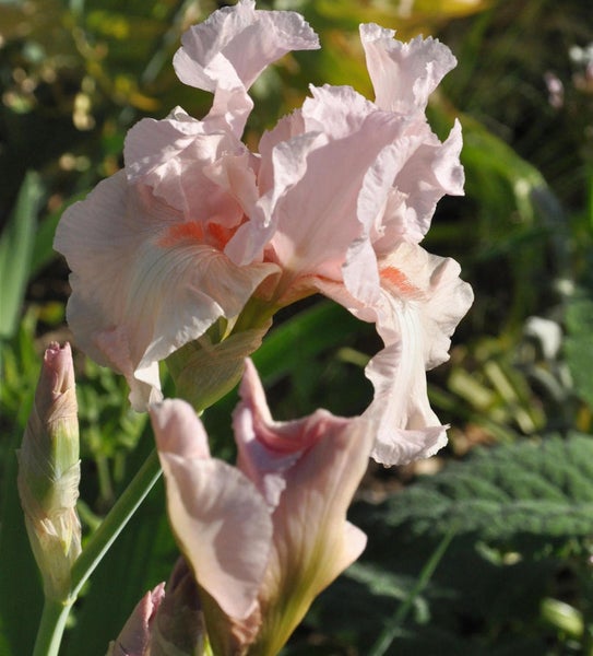 Nahaufnahme einer blassrosa Irisblüte im Garten.