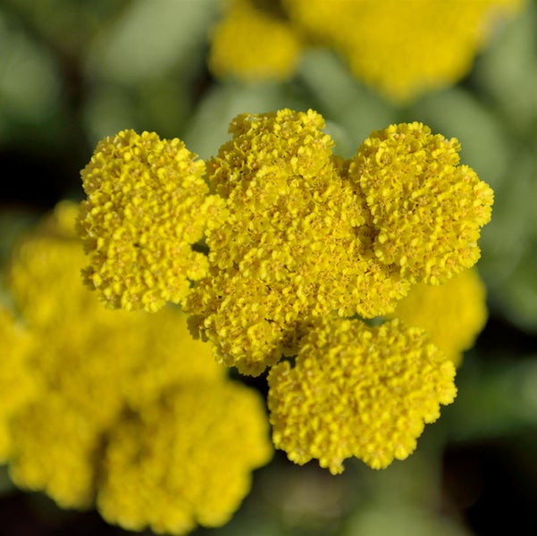 Nahaufnahme von Schafgarbe Blüte