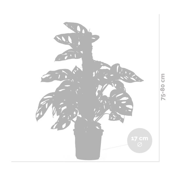 Bloomique - Monstera adansonii Moosstab - Monkey Leaf - Fensterblatt - Luftreinigende Zimmerpflanzen - Monstera Pflanze - Hängepflanze echt - Kletterpflanzen Zimmer - Höhe 20-25 cm - Topf 12 cm