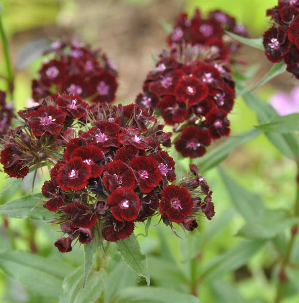 Nahaufnahme von dunklen Nelkenblüten mit grünen Blättern