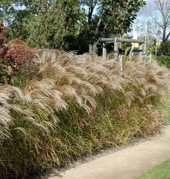 Chinaschilf im Garten