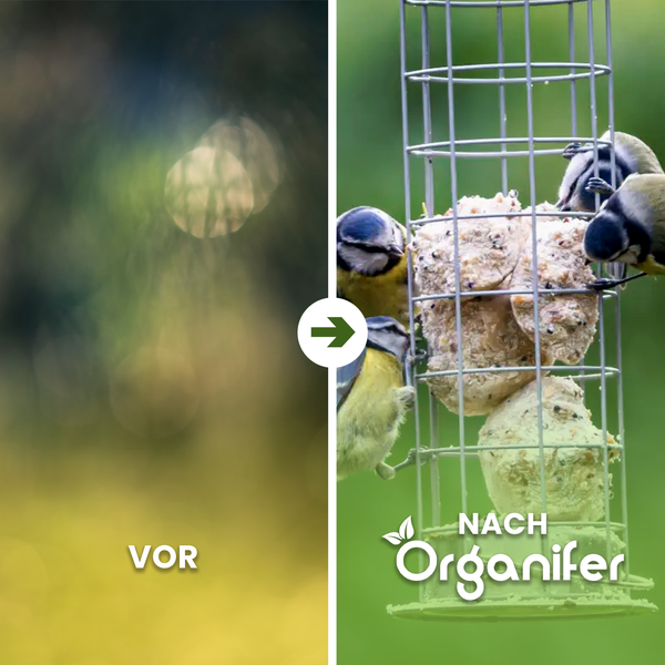 Vorher-Nachher-Vergleich einer Vogeltränke mit Meisenknödeln, an der Blaumeisen picken