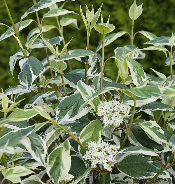 Hartriegel mit Blättern und Blüten