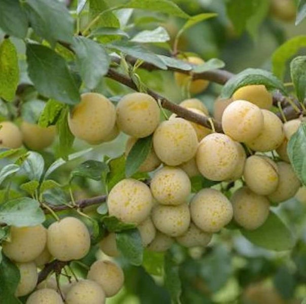 Zweig mit Mirabellen und Blättern