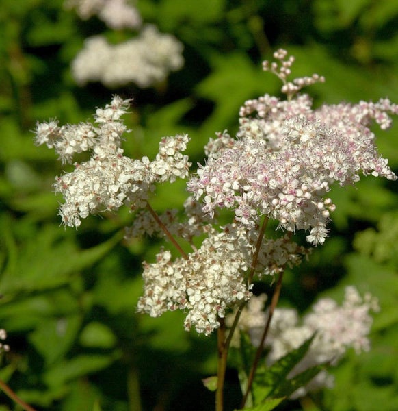 Echtes Mädesüß Pflanze mit weißen Blüten